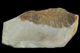 Detailed Fossil Fern - Glendive, Montana #99405-1